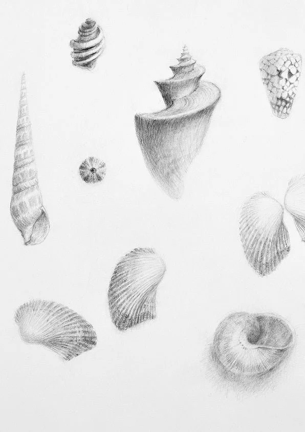 Detail of the Magnificent Natural History Land Sea Air print showing pencil studies of spiral and cone shells