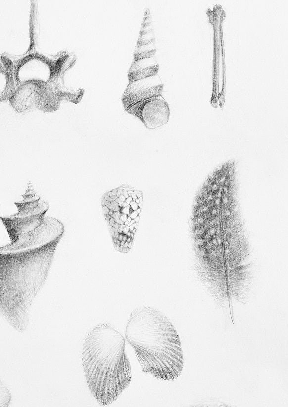 Detail of the Magnificent Natural History Land Sea Air print showing pencil studies of vertebrae, shells and a feather