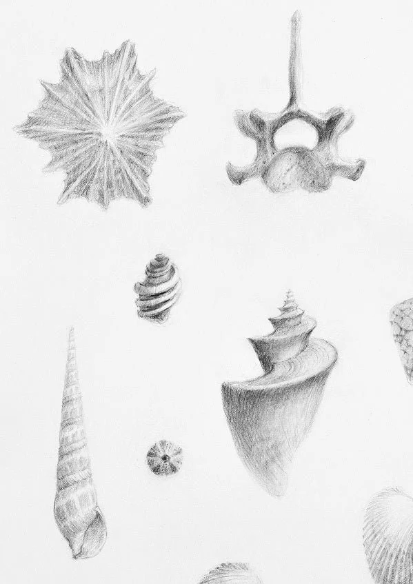 Detail of the Magnificent Natural History Land Sea Air print showing a pencil starfish, bone and shell studies