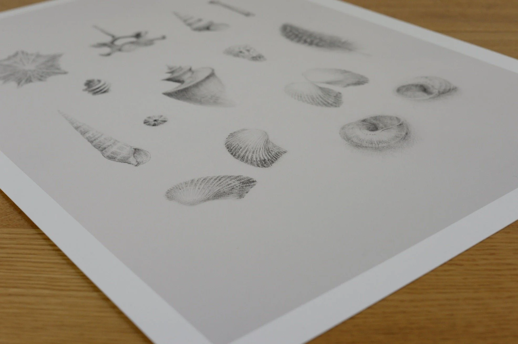 The Magnificent Natural History Land Sea Air print lying at an angle on a wooden table