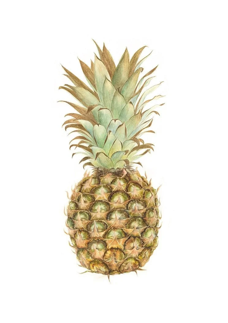 Pineapple Portrait watercolour print, a whole pineapple with its green crown on a plain ground
