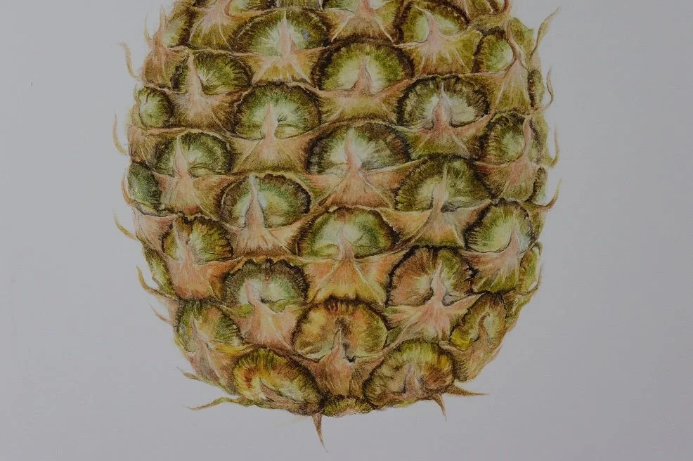 Close detail of the Pineapple Portrait watercolour print showing the scaled diamond pattern of the fruit