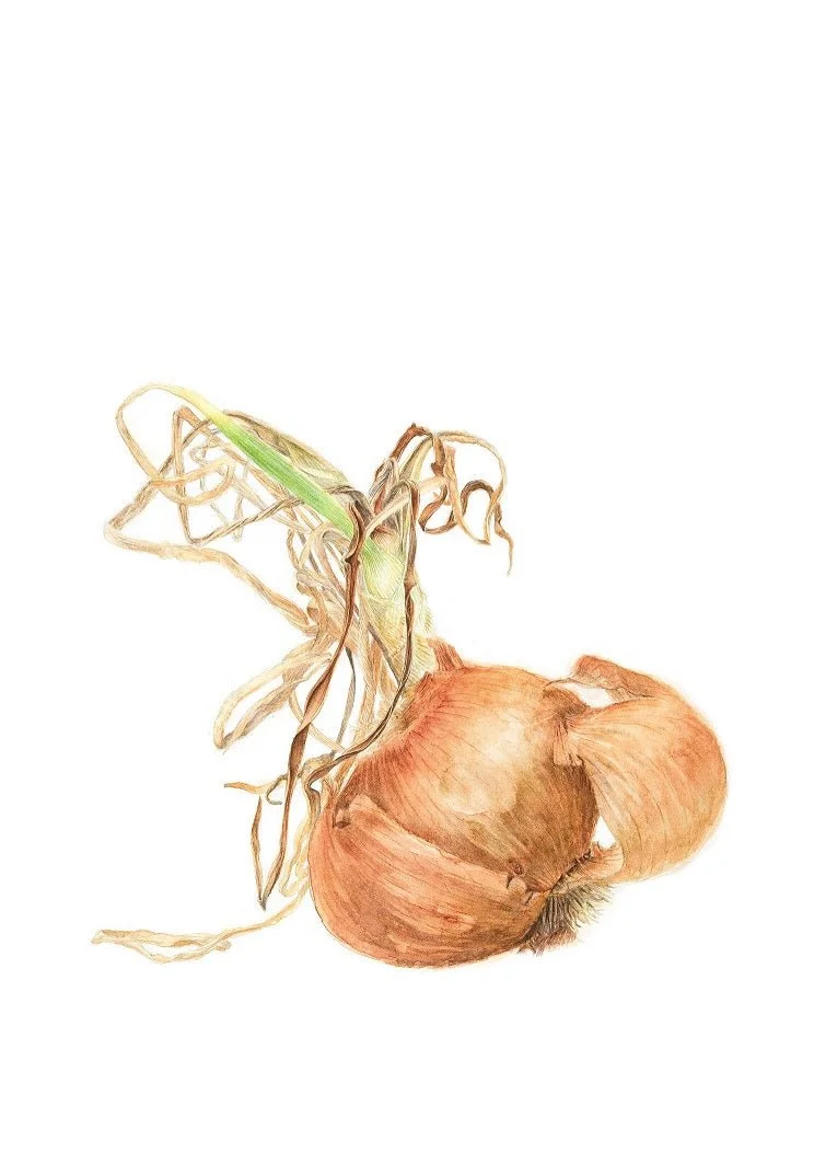 Sprouting Onion Shell Print, a botanical drawing of an onion lying on its side with pale dried shoots