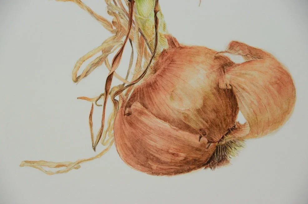 Detail of the Sprouting Onion Shell Print showing the smooth papery shell of the bulb