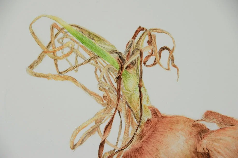 Detail of the Sprouting Onion Shell Print showing the dried curling shoots above the bulb