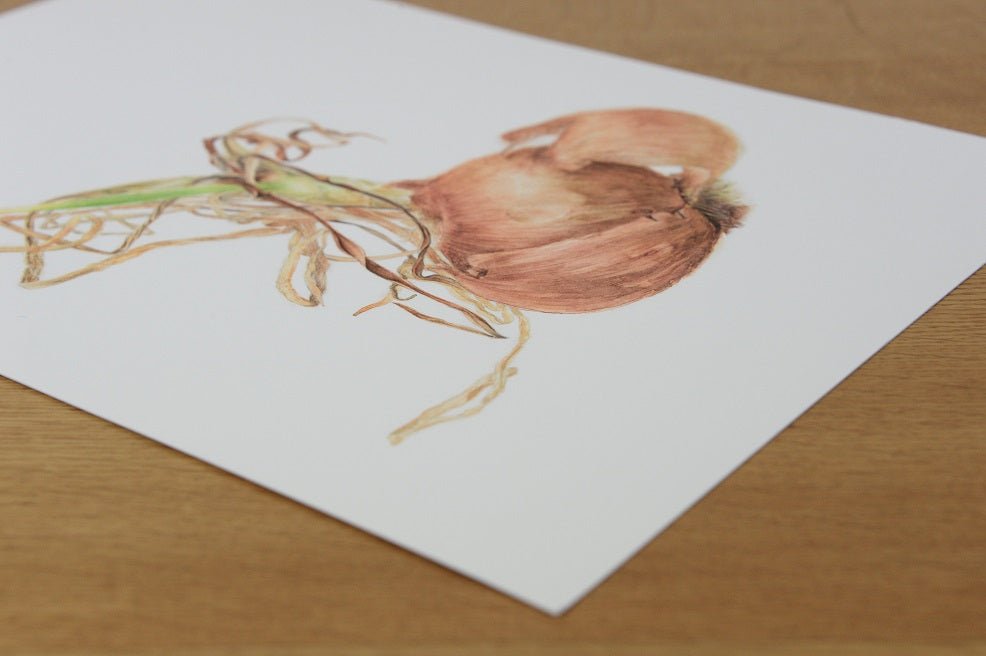 The Sprouting Onion Shell Print lying on a wooden table, seen from one corner