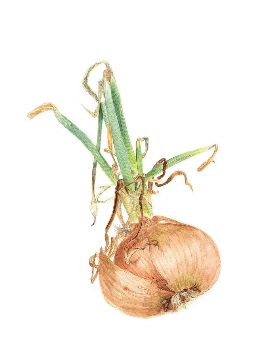 Sprouting Onion Roots Print, a botanical drawing of an onion bulb with fine roots and green shoots