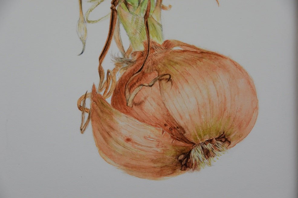 Detail of the Sprouting Onion Roots Print showing the bulb and the base of its green shoots