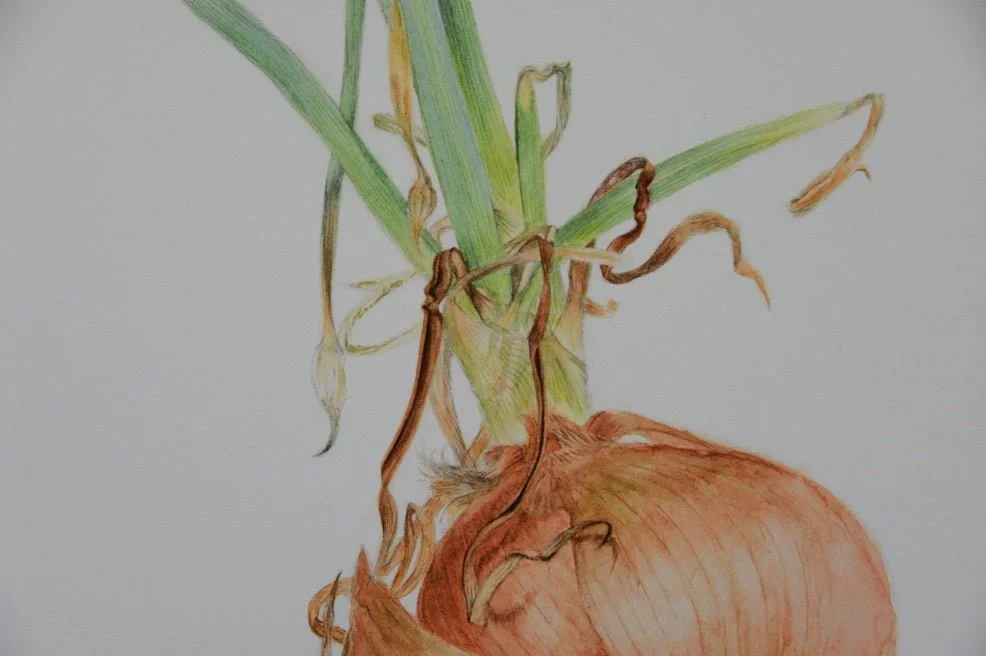 Detail of the Sprouting Onion Roots Print showing the bulb with its dried roots and green shoots