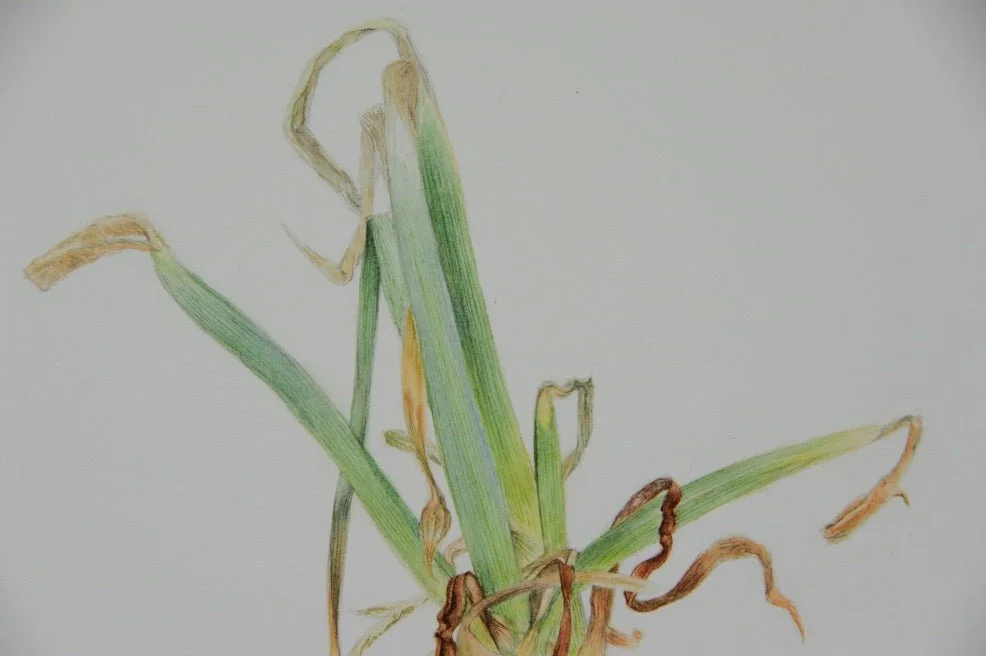Detail of the Sprouting Onion Roots Print showing the arching green leaves and withered tips