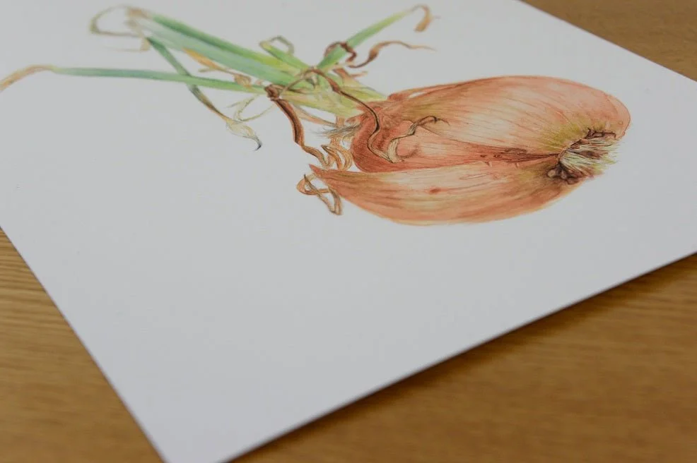 The Sprouting Onion Roots Print lying at an angle on a wooden table