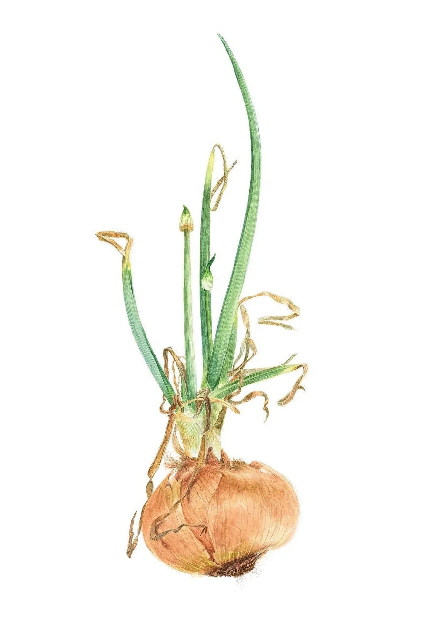 Sprouting Onion Beauty Print, a botanical drawing of a small onion bulb with tall green shoots on white