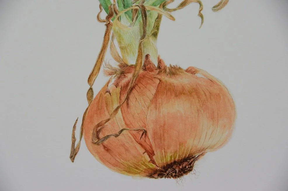 Detail of the Sprouting Onion Beauty Print showing the layered papery skin of the bulb