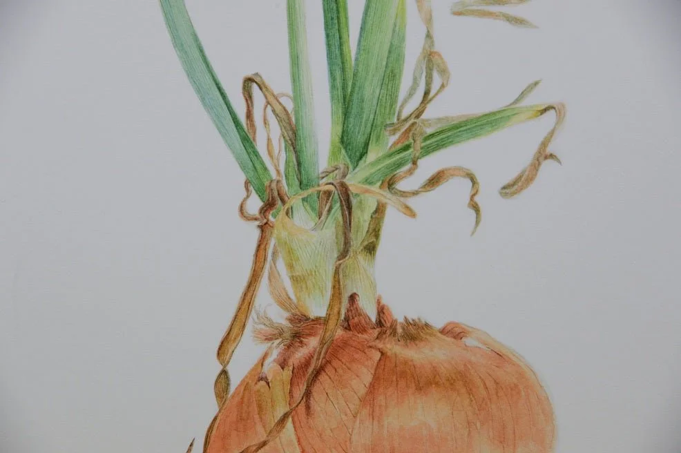 Detail of the Sprouting Onion Beauty Print showing the green shoots emerging from the onion neck