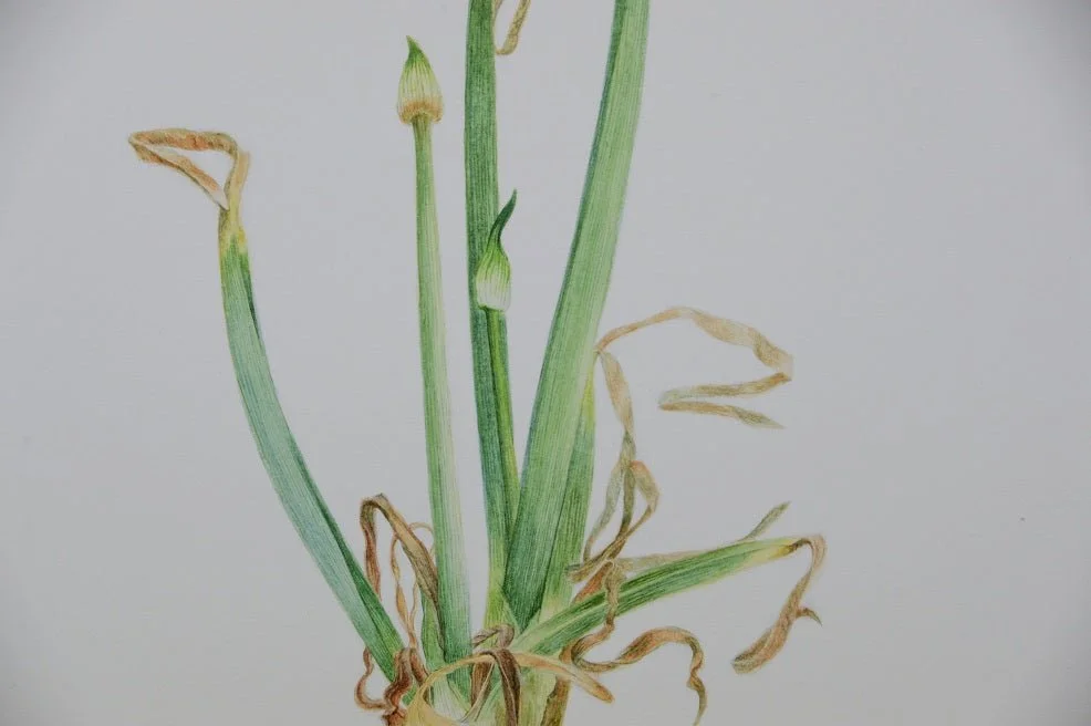 Detail of the Sprouting Onion Beauty Print showing the arching green leaves and their curled tips