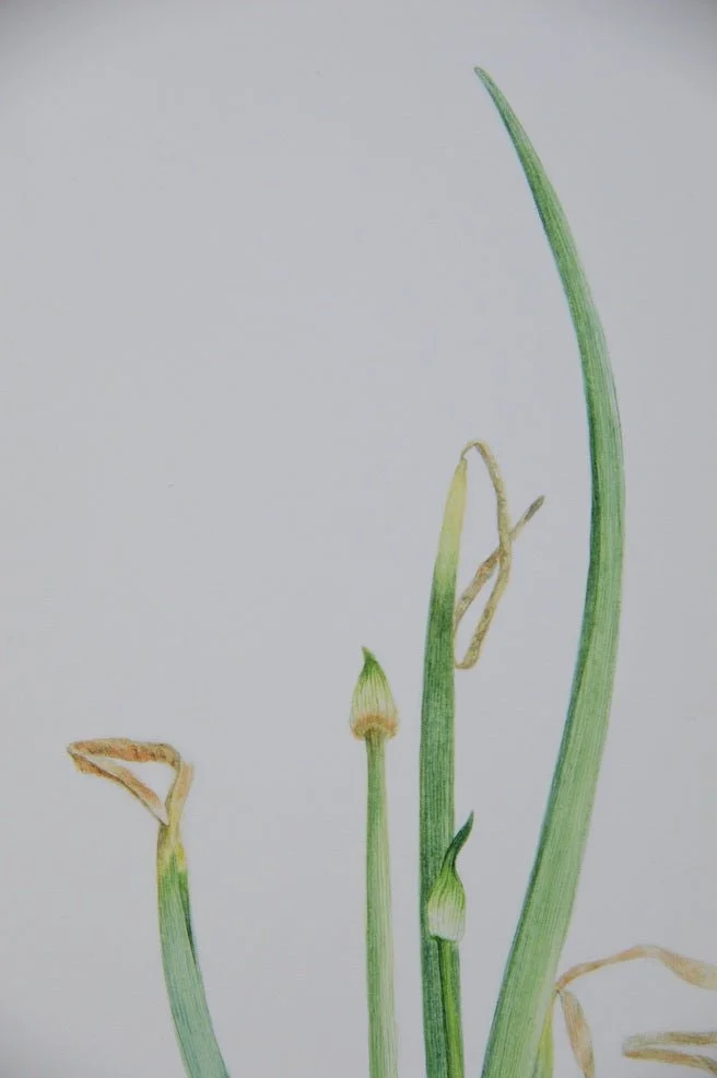 Close crop of the Sprouting Onion Beauty Print showing two slender green shoot tips