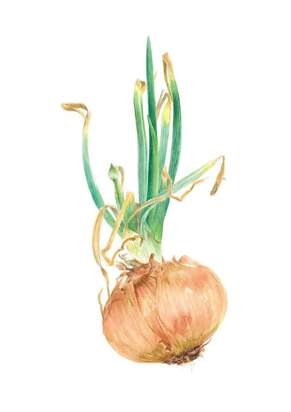 Sprouting Onion Flower Bud Print, a botanical drawing of an onion with a slender flower bud among its shoots