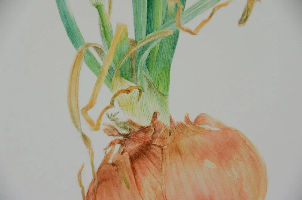 Detail of the Sprouting Onion Flower Bud Print showing the papery skin of the bulb and its green neck