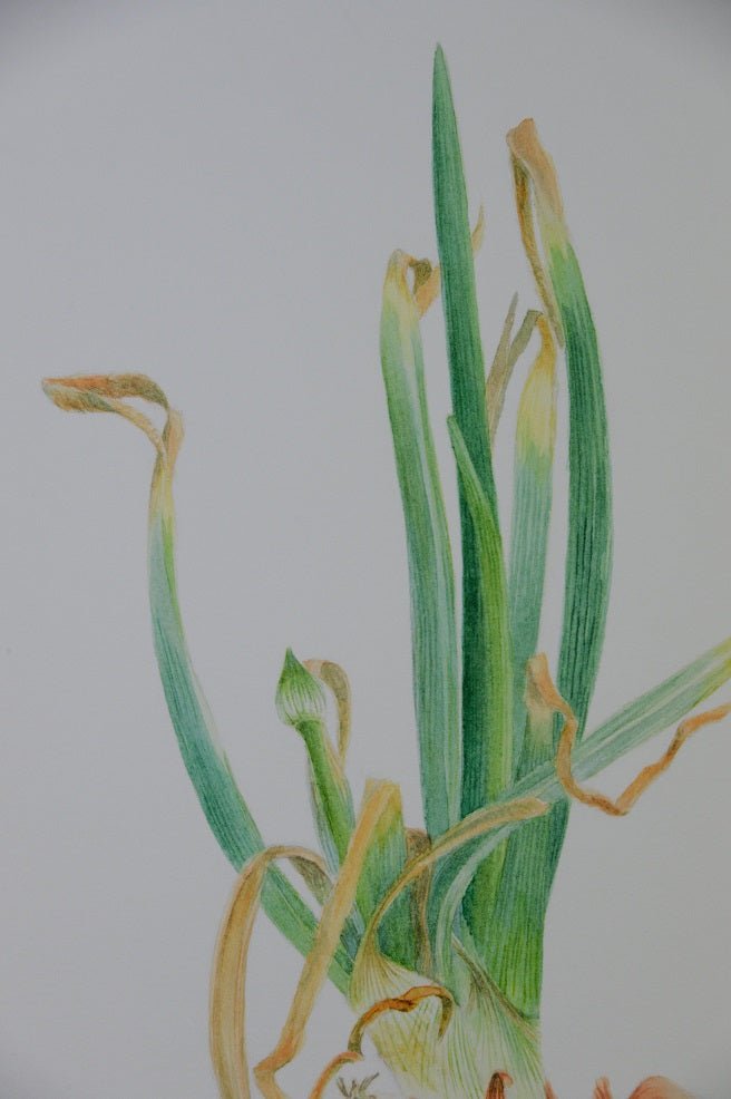 Detail of the Sprouting Onion Flower Bud Print showing the flower bud held above the green leaves