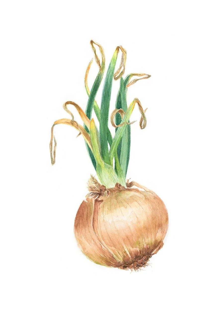 Sprouting Onion, a green botanical print of an onion bulb with tall green shoots on a white ground
