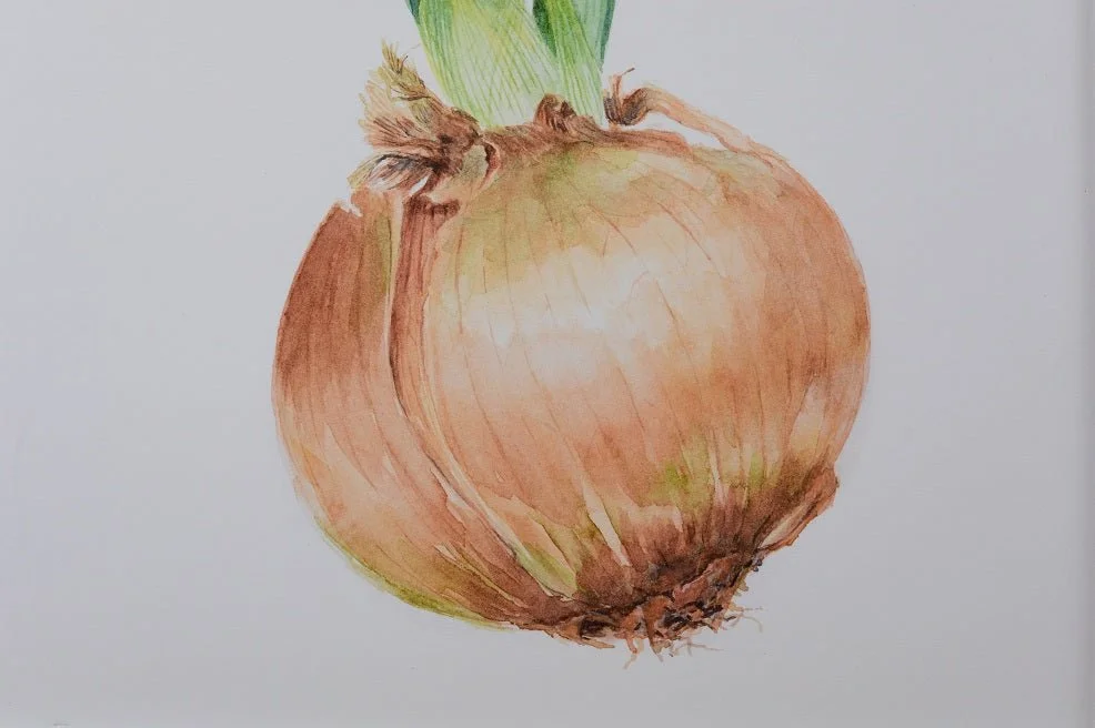 Sprouting Onion Green Print, a botanical drawing of an onion bulb with green shoots rising from its neck