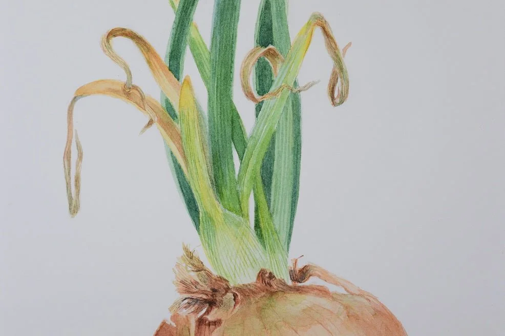 Detail of the Sprouting Onion Green Print showing the curling tips of the green shoots