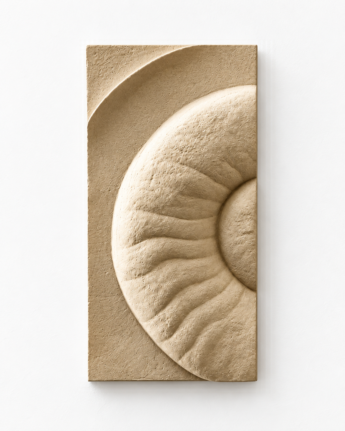 Ammonite Small 1, the left panel with half of the textured spiral shell against white.