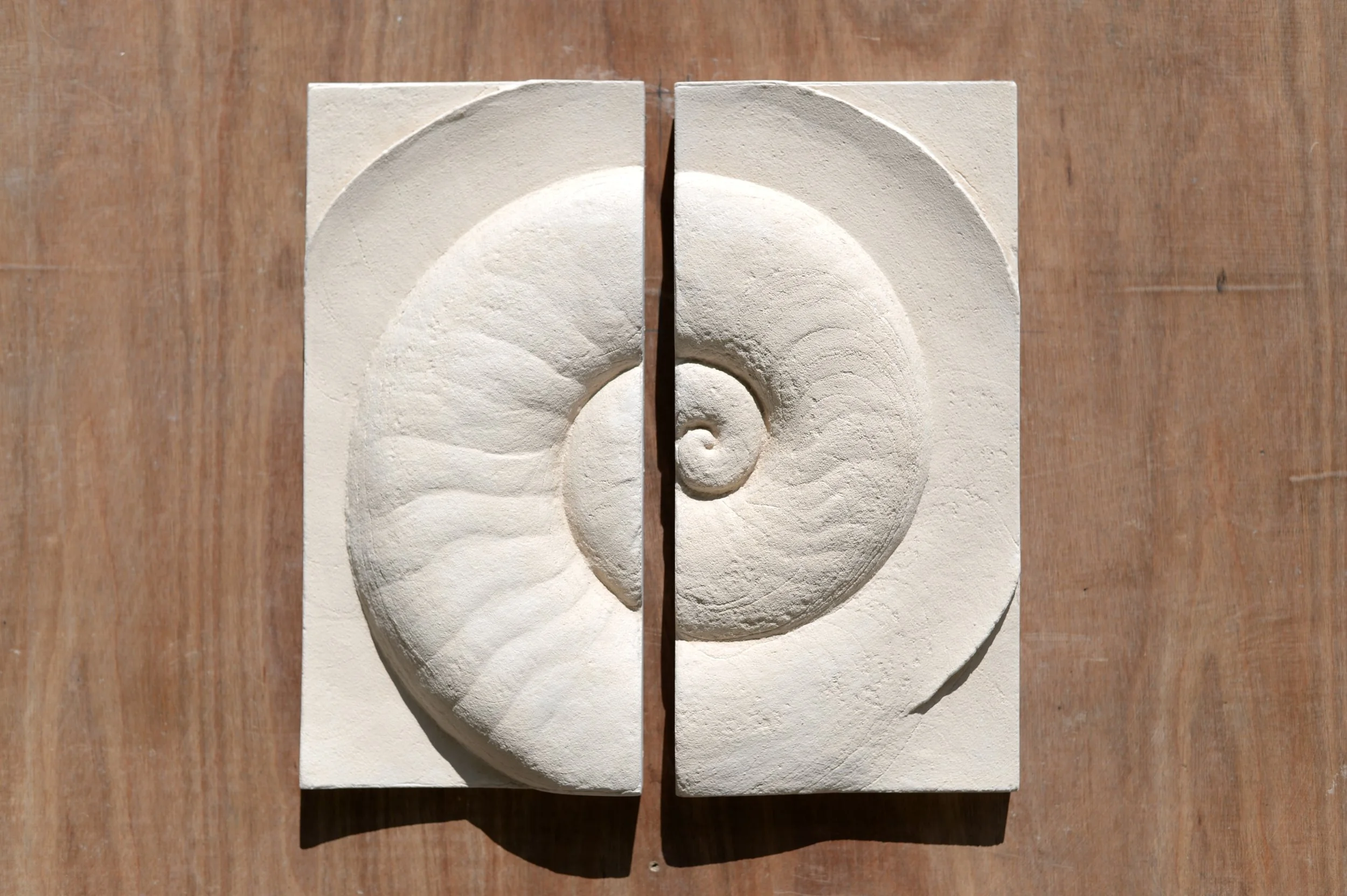 White Ammonite Small pair in strong light, showing the ridged spiral and vertical centre gap.