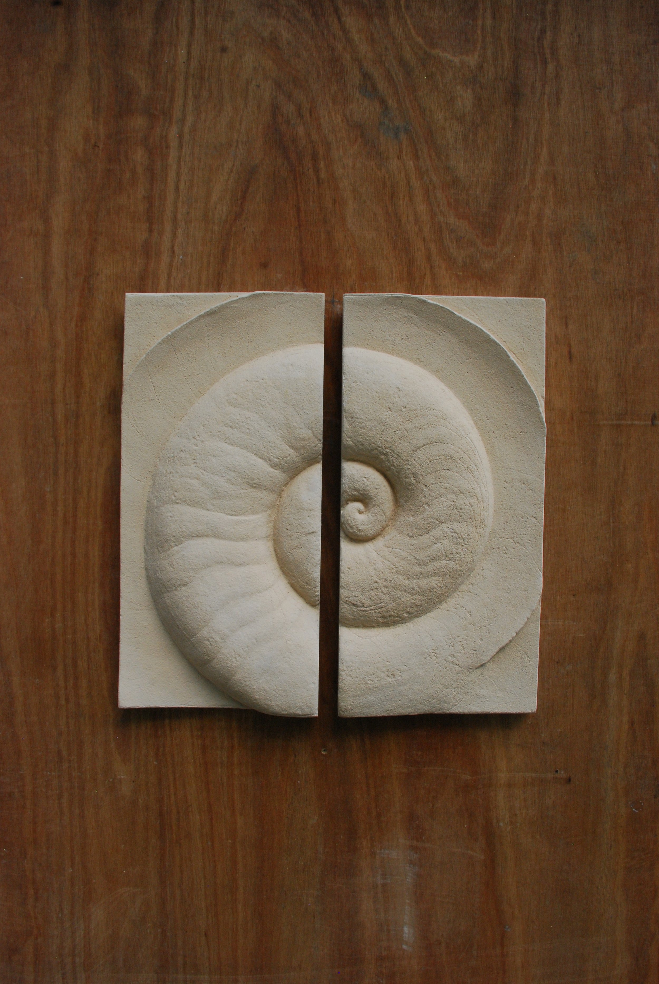 Paired white Ammonite Small panels on timber, with the full shell shape visible.