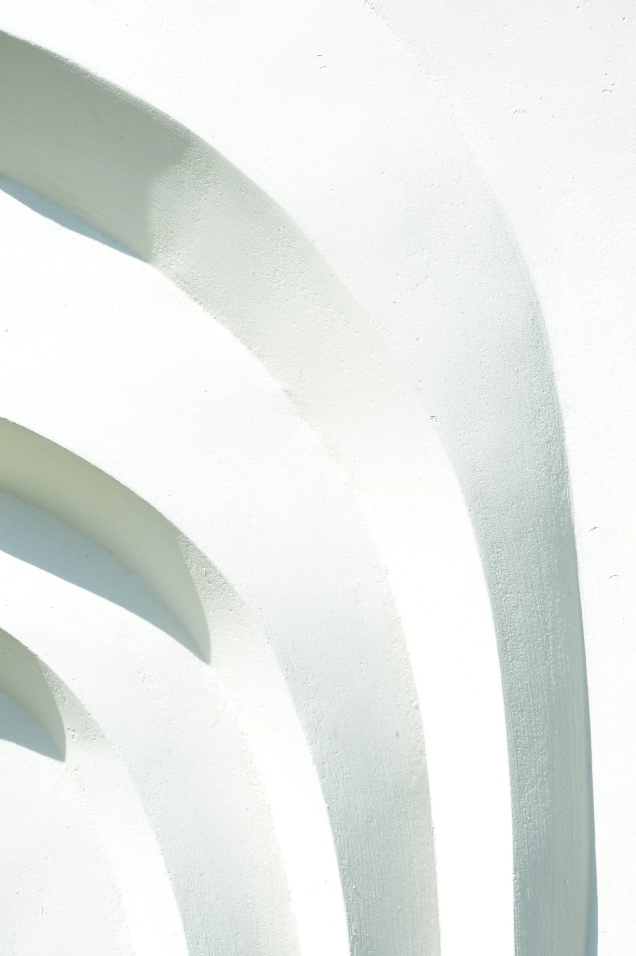 Close-up of white Egyptian Palm 1, showing the edges of its curved raised bands.