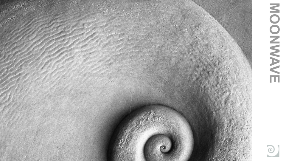 Close-up of a seashell with textured surface, photographed in black and white.