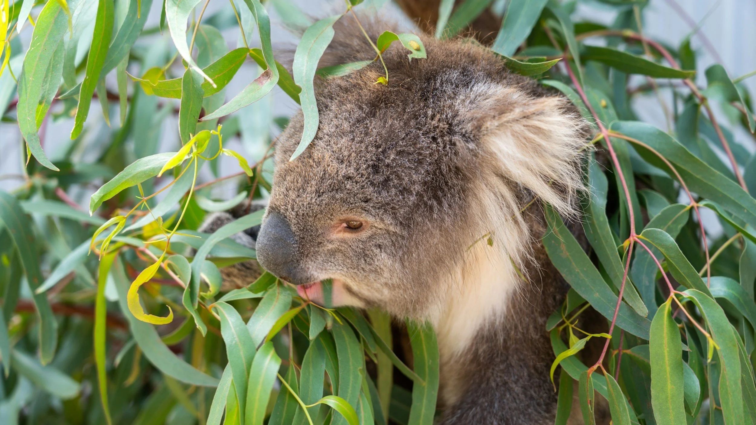 Kangaroo Island is home to many native animals.  