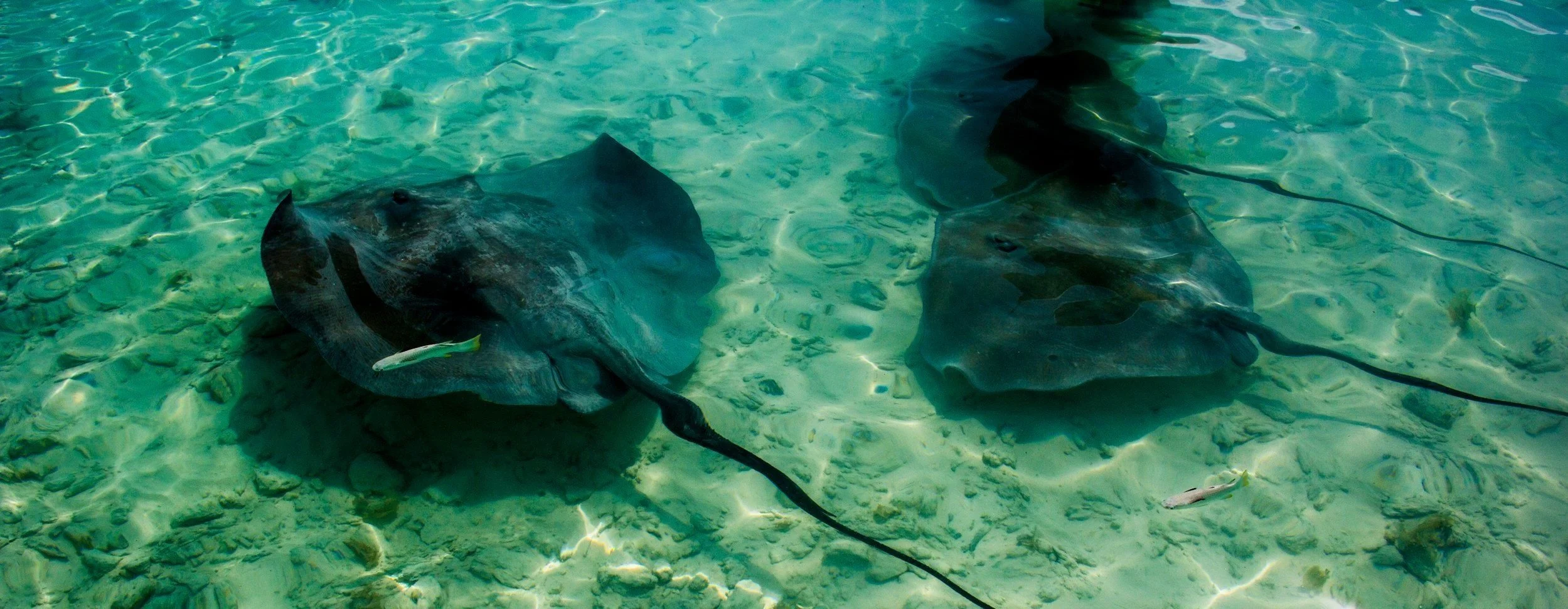  Stingrays in a lagoon in Bora Bora.  