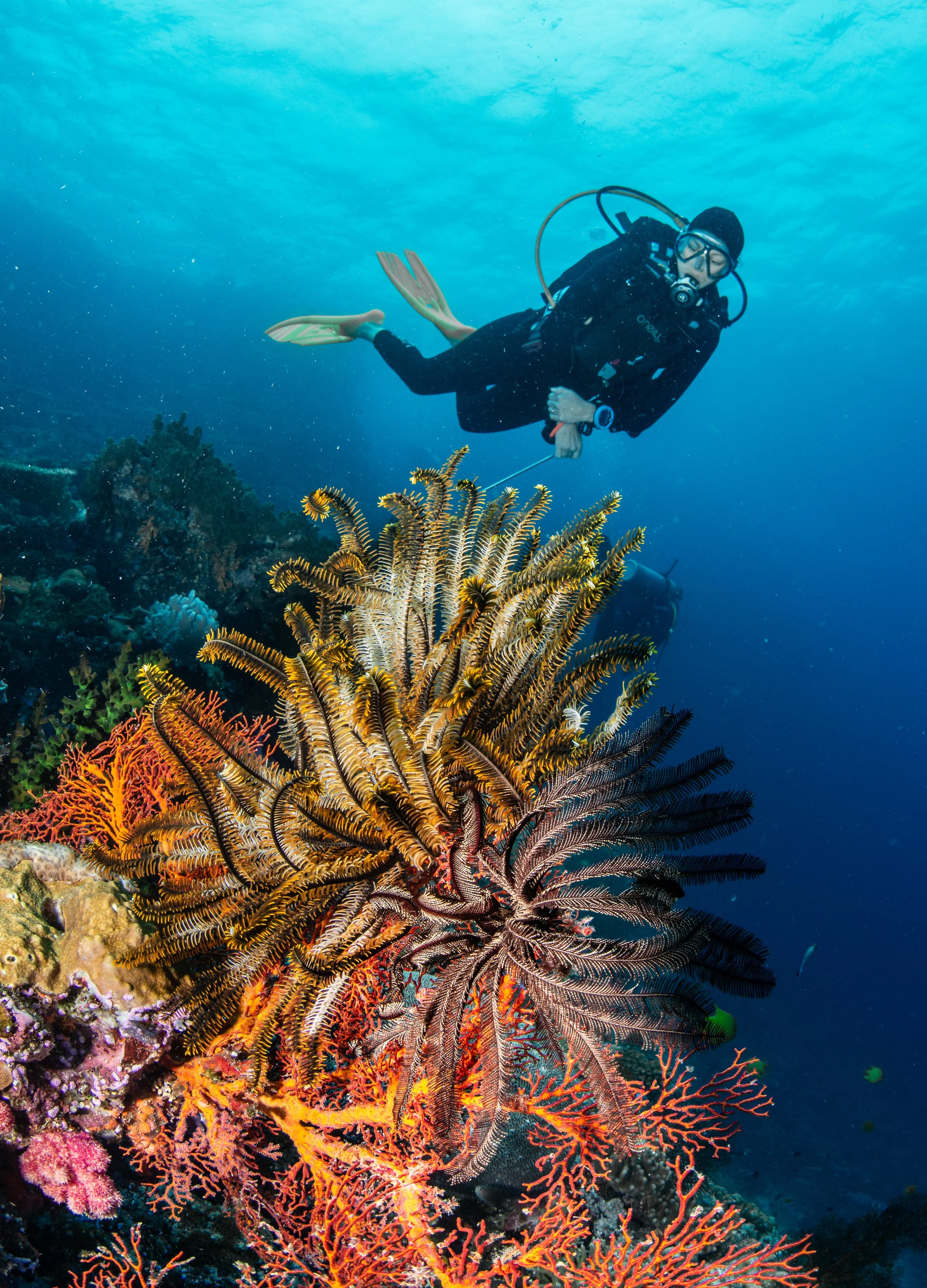  There are multiple stunning dive spots to explore at Volivoli. Image credit: Volivoli Beach Resort 