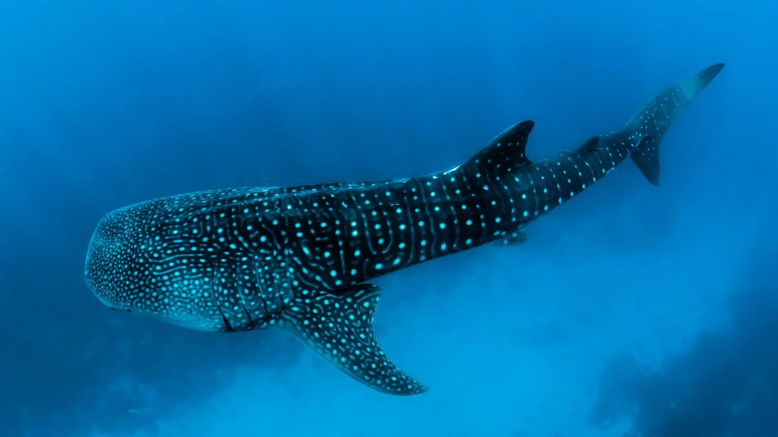  Swim with these gentle giants during your honeymoon. 