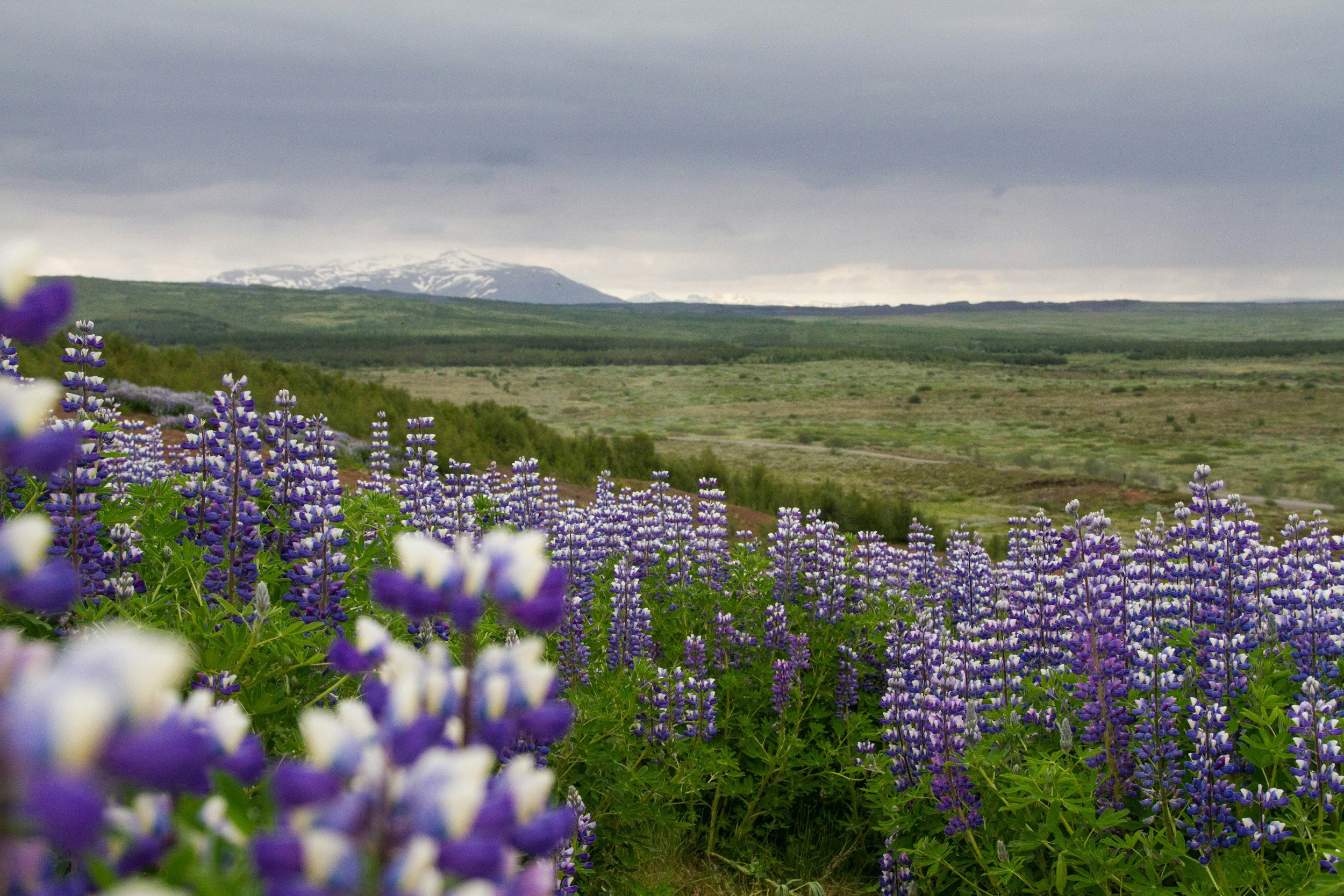  Lupin season in New Zealand is from late spring to early summer (Mid-November to early January). 