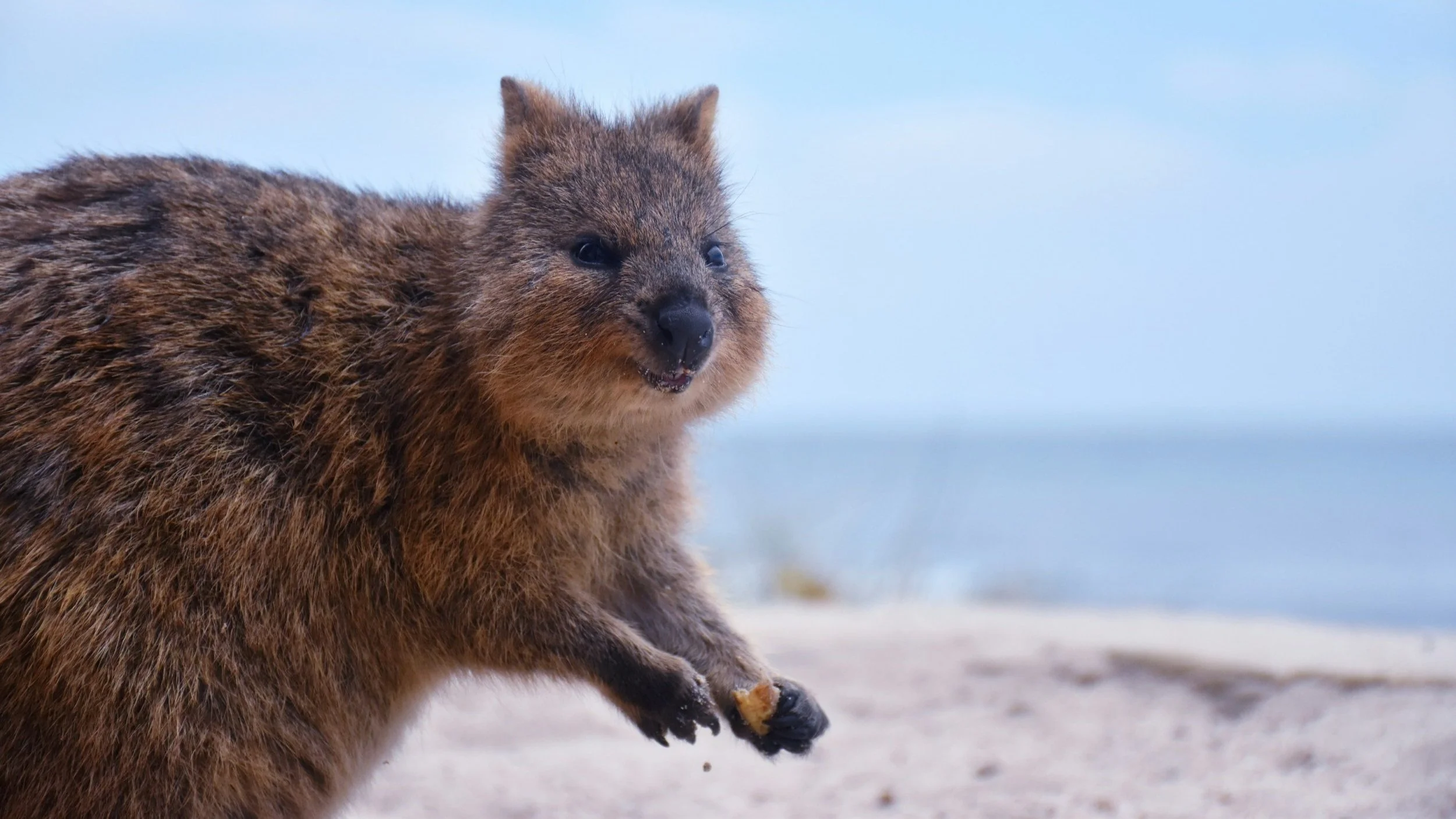  Be sure to try for a Quokka selfie when you visit Rottnest Island. 