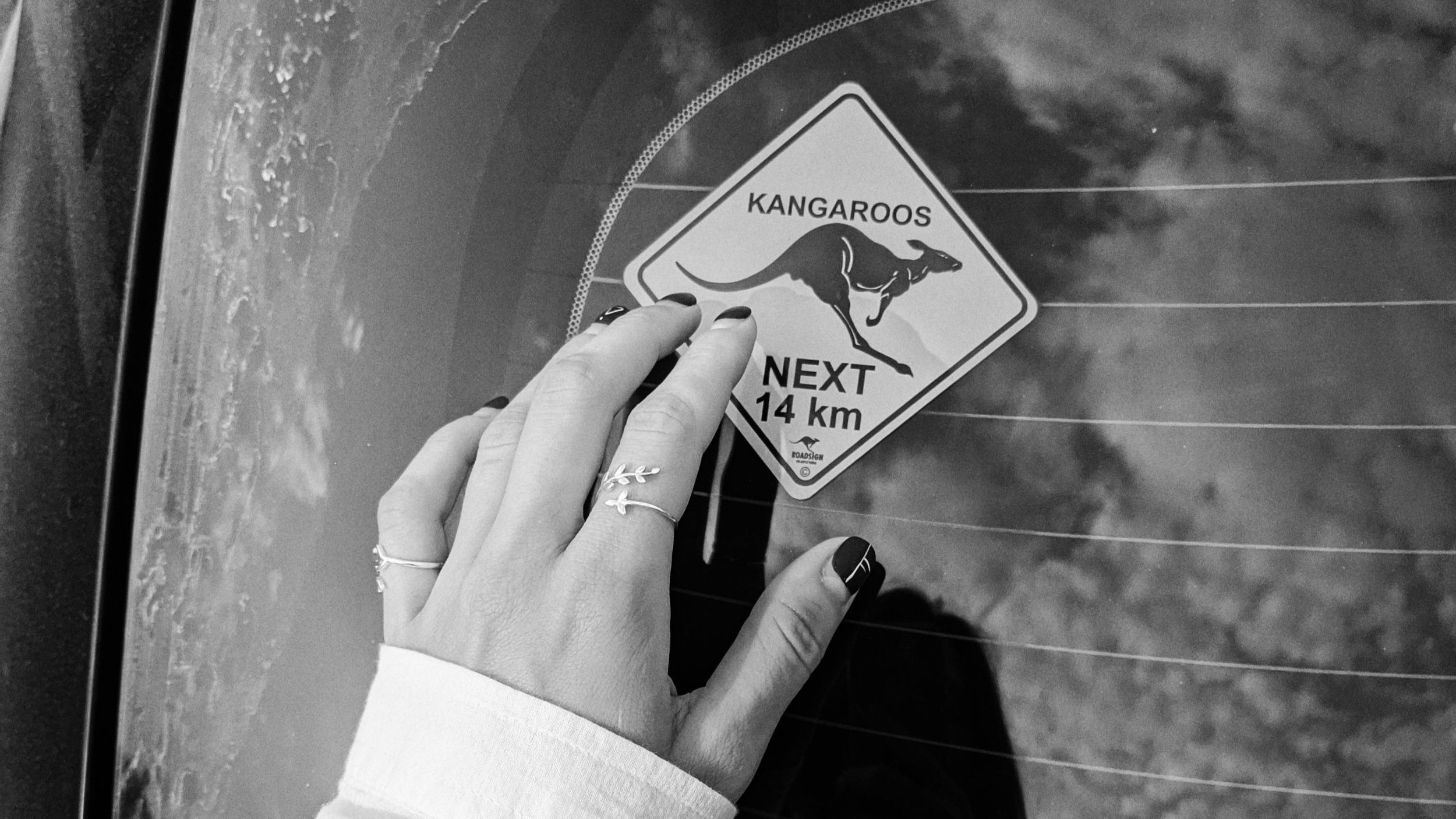  Keep your eyes peeled for wildlife while you’re driving.  