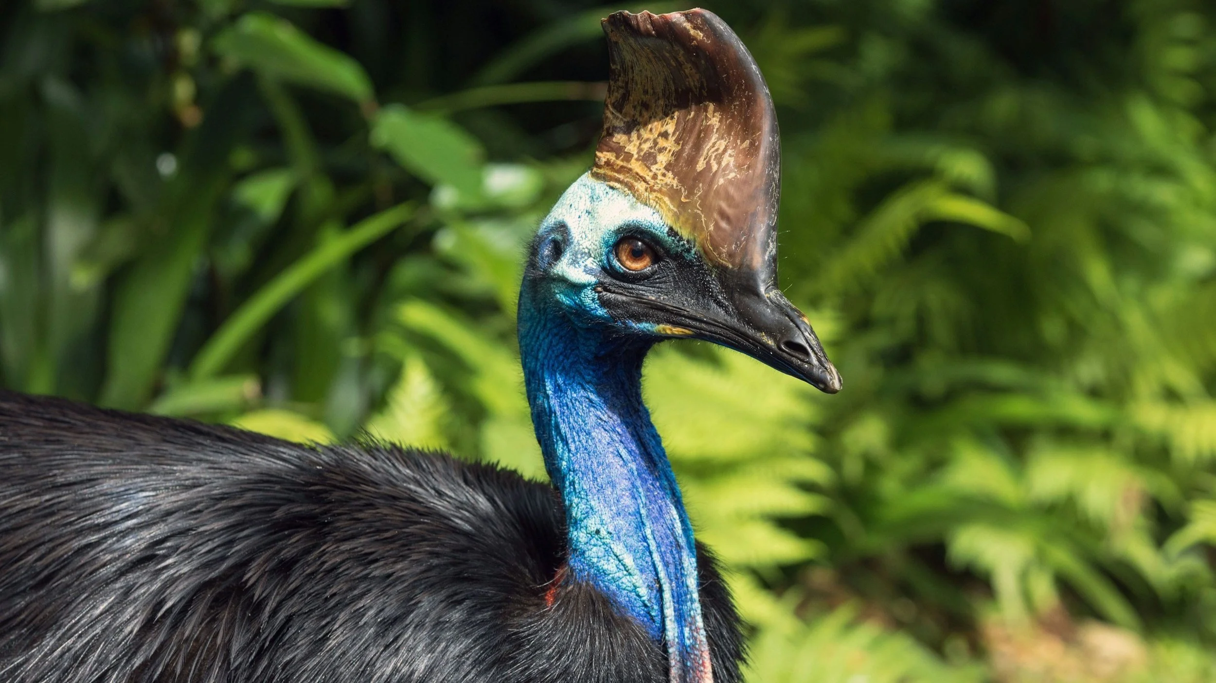  You can find the shy Cassowary birds in the Daintree Rainforest. 