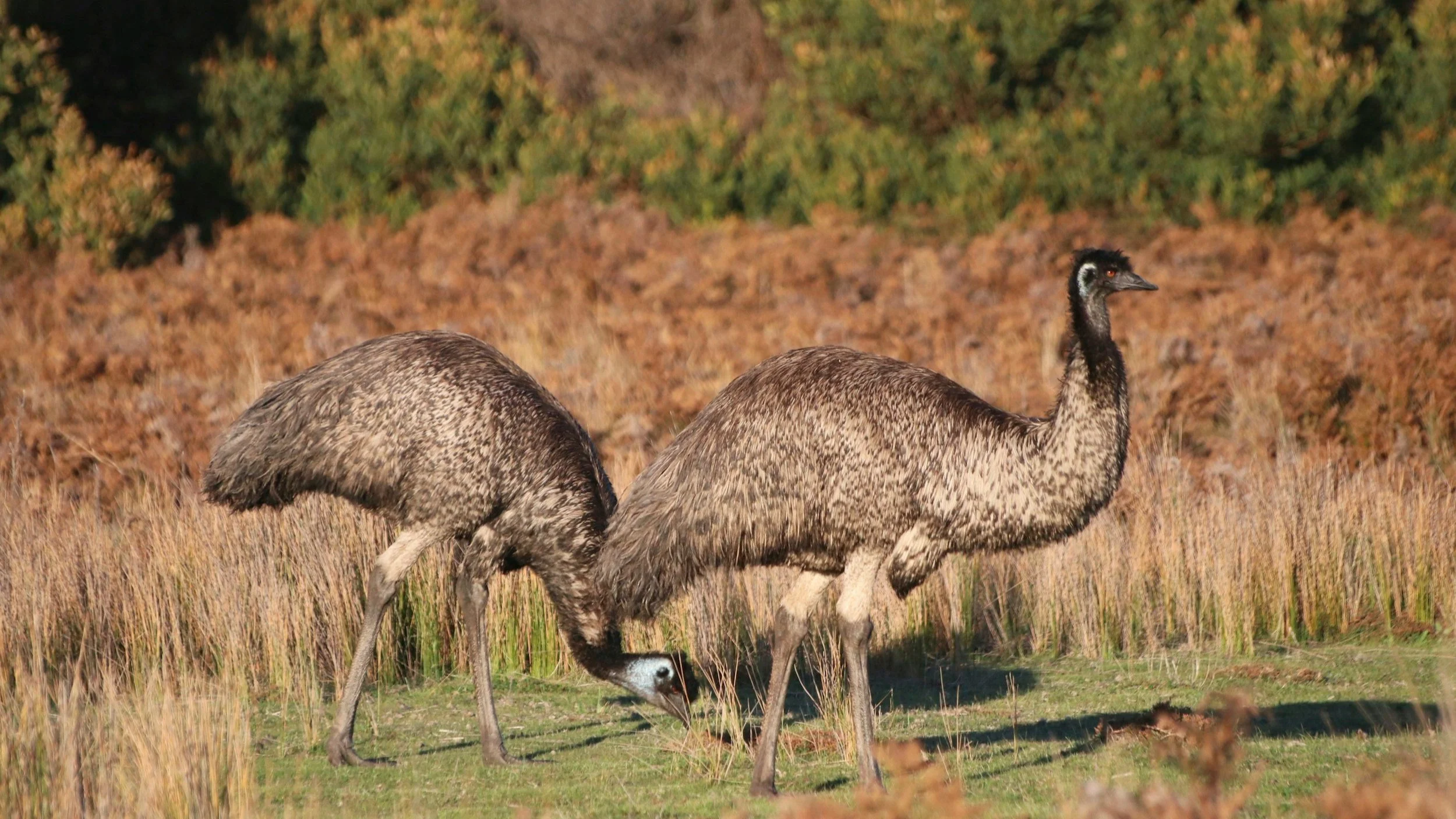  Emus are the second largest bird in the world, after the ostrich. 
