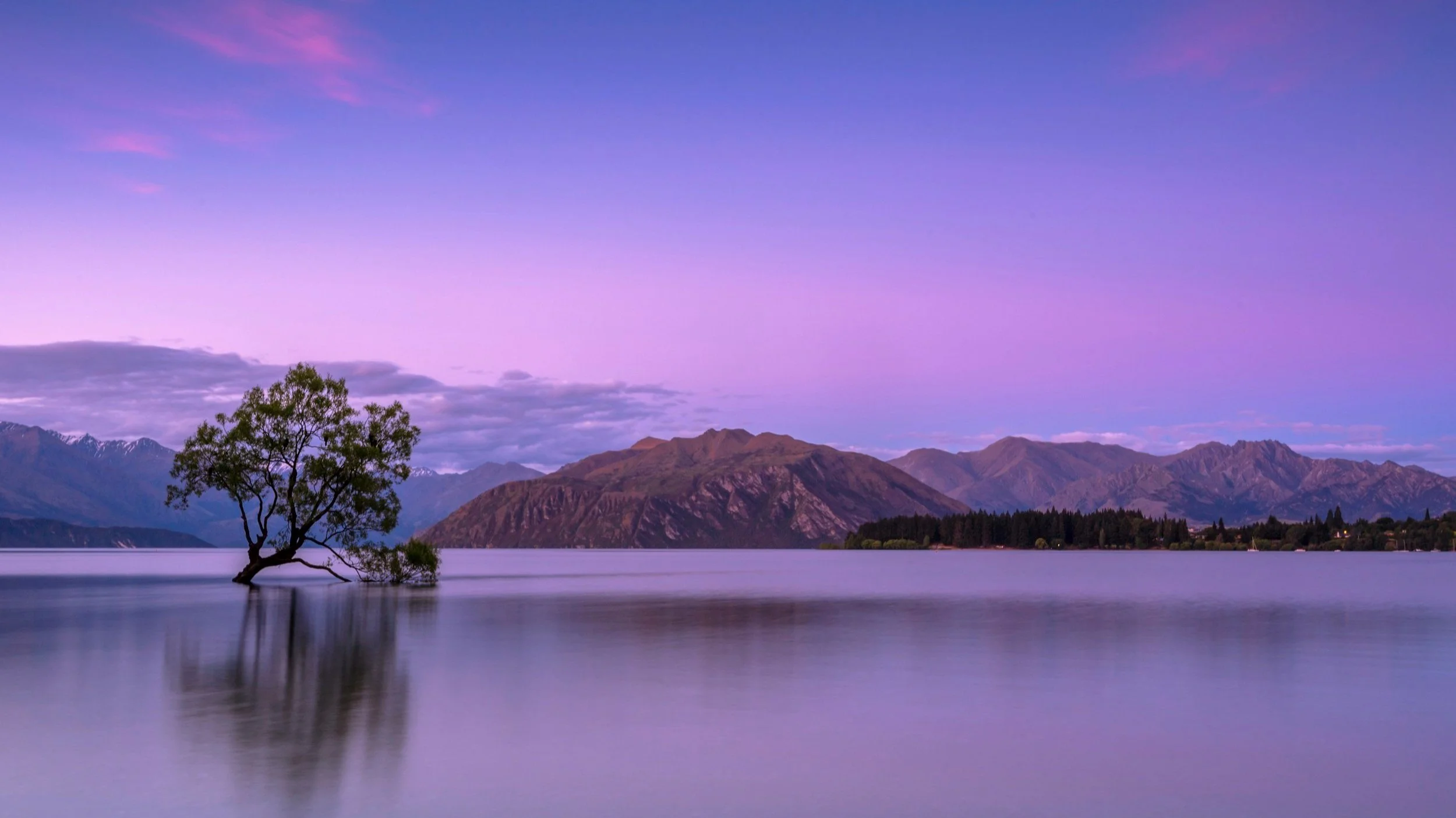  The Wanaka Tree makes for an iconic photograph. 