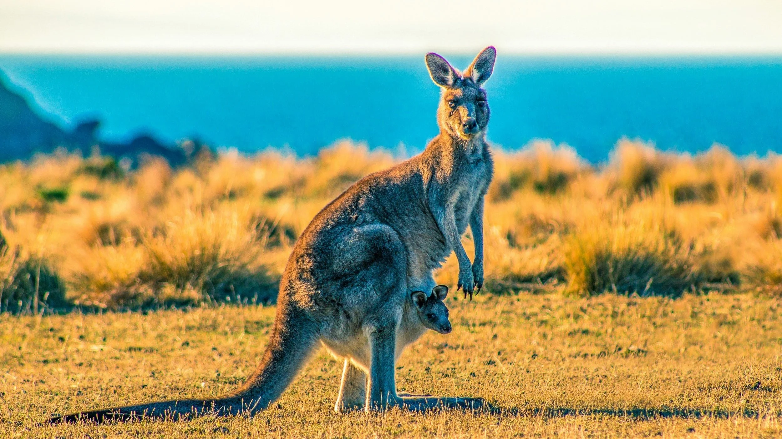  Australia is home to some of the world’s most iconic animals. 