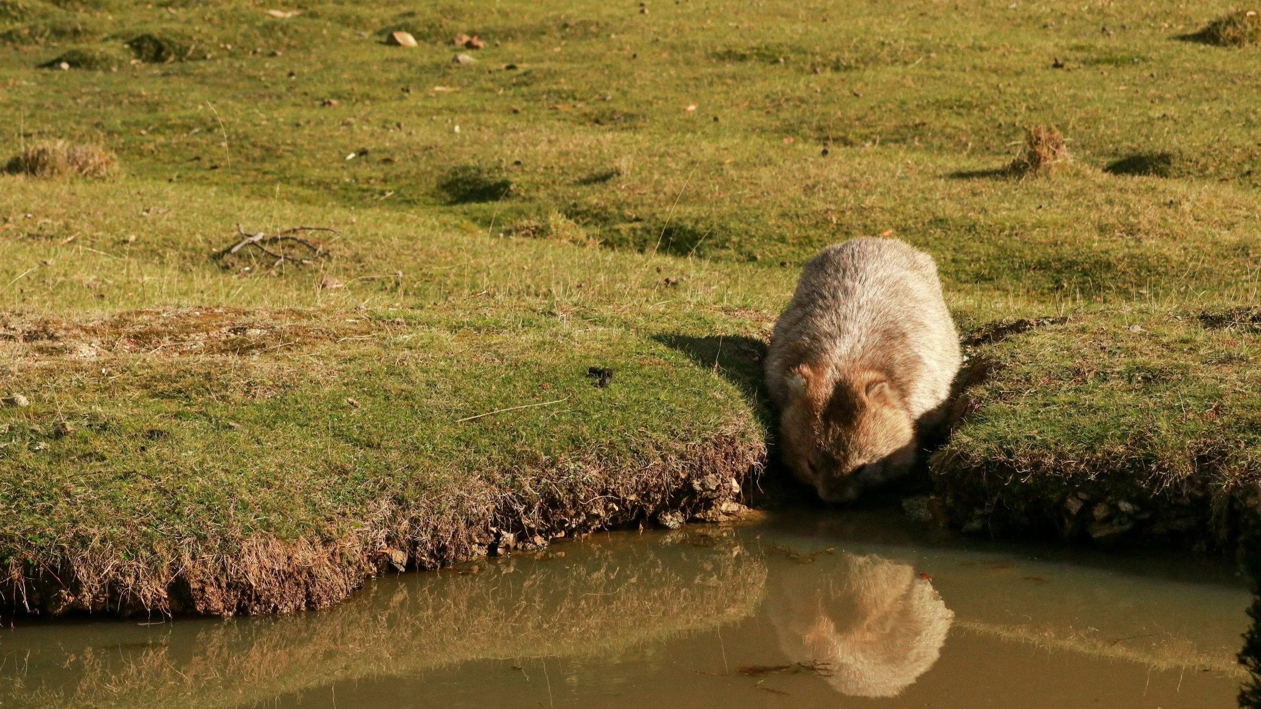  Wombat encounters are very common on Maria Island. 
