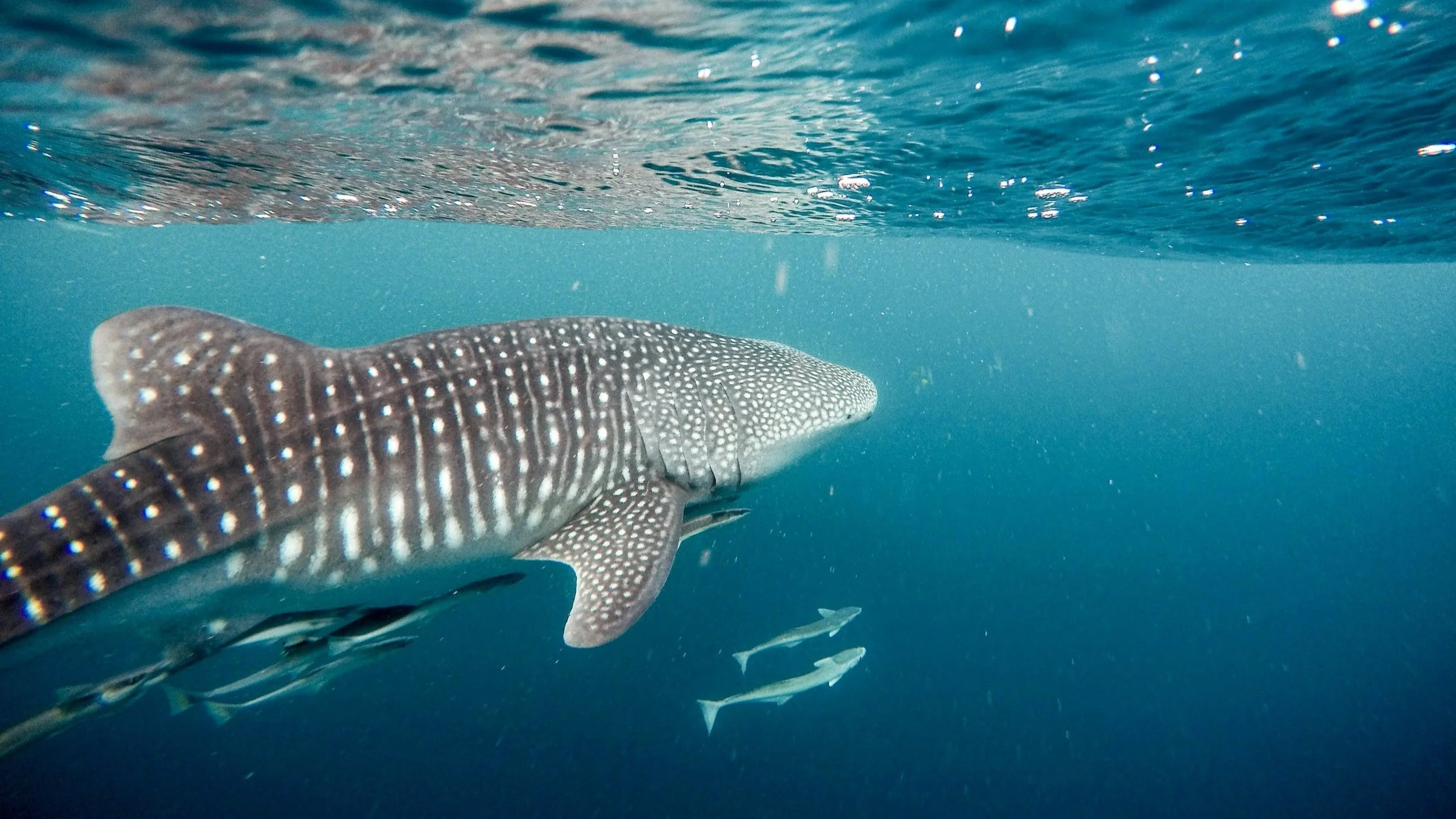  Glide through the water side by side with whale sharks. 