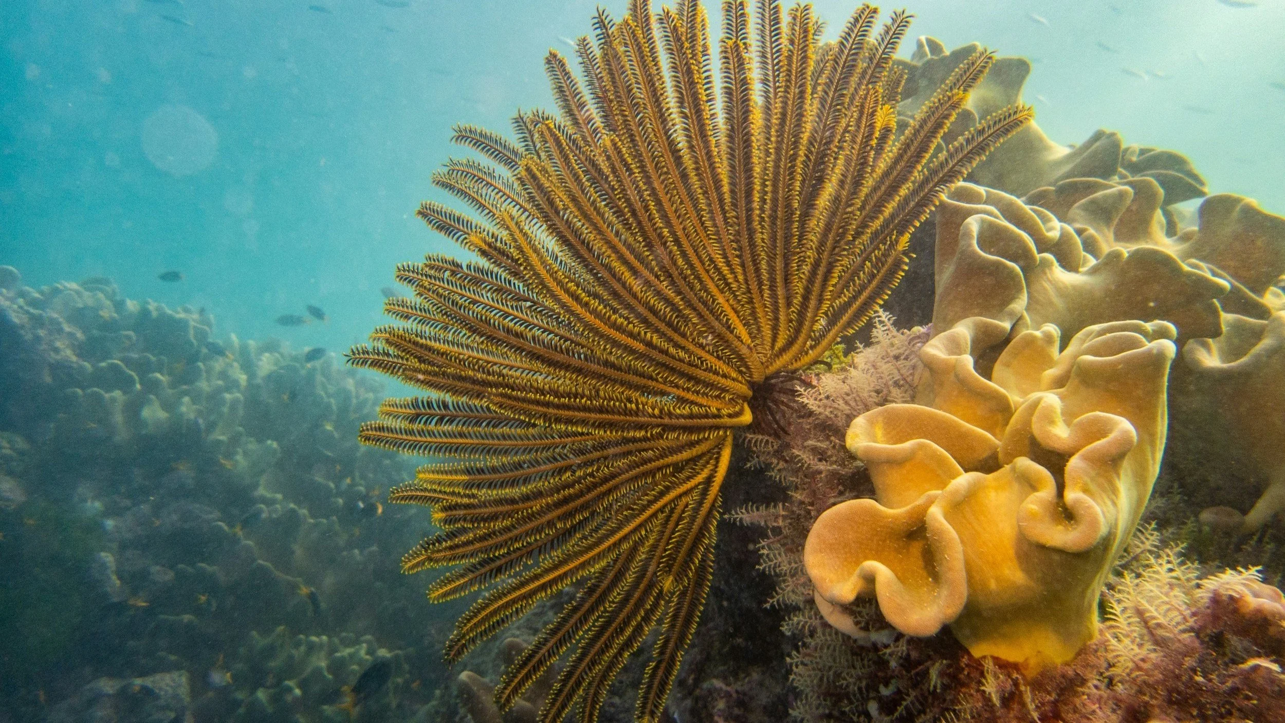  Explore the beautiful underwater world of Australia’s reefs. 