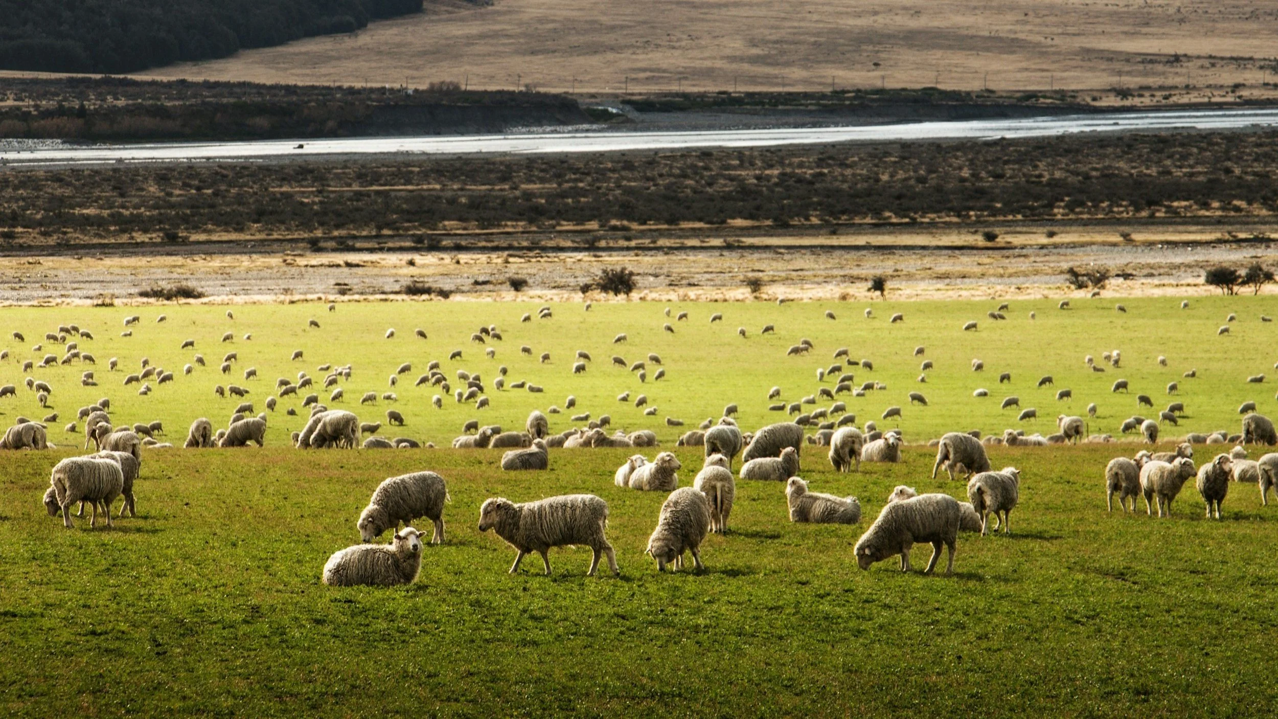 New Zealand is more than sheep and farmlands - though they’re quite scenic as well! 