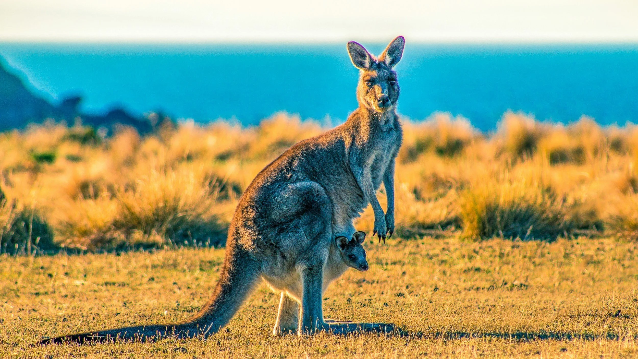  Native wildlife is abundant on Maria Island. 