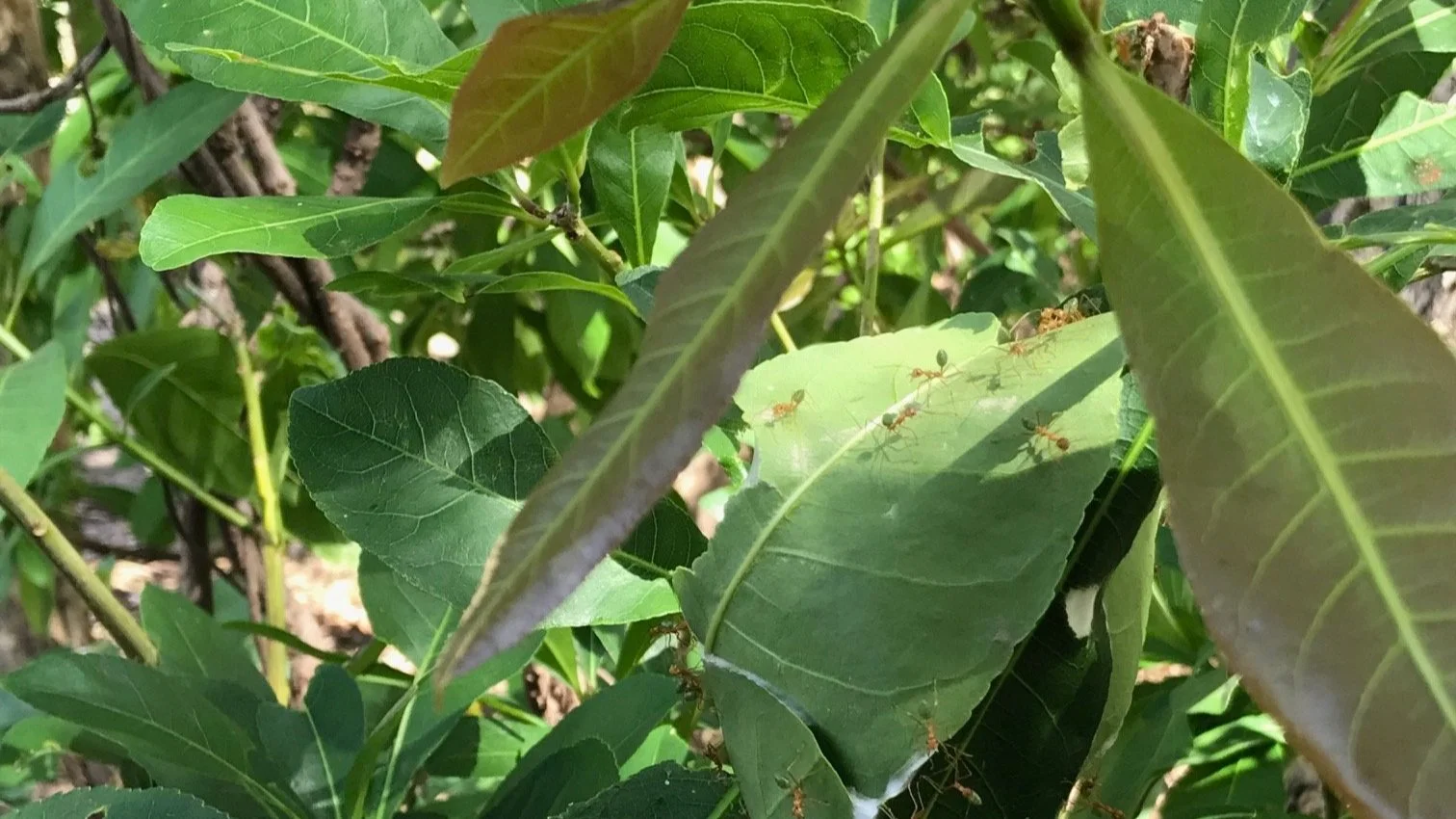  Green Ants in the Northern Territory. 
