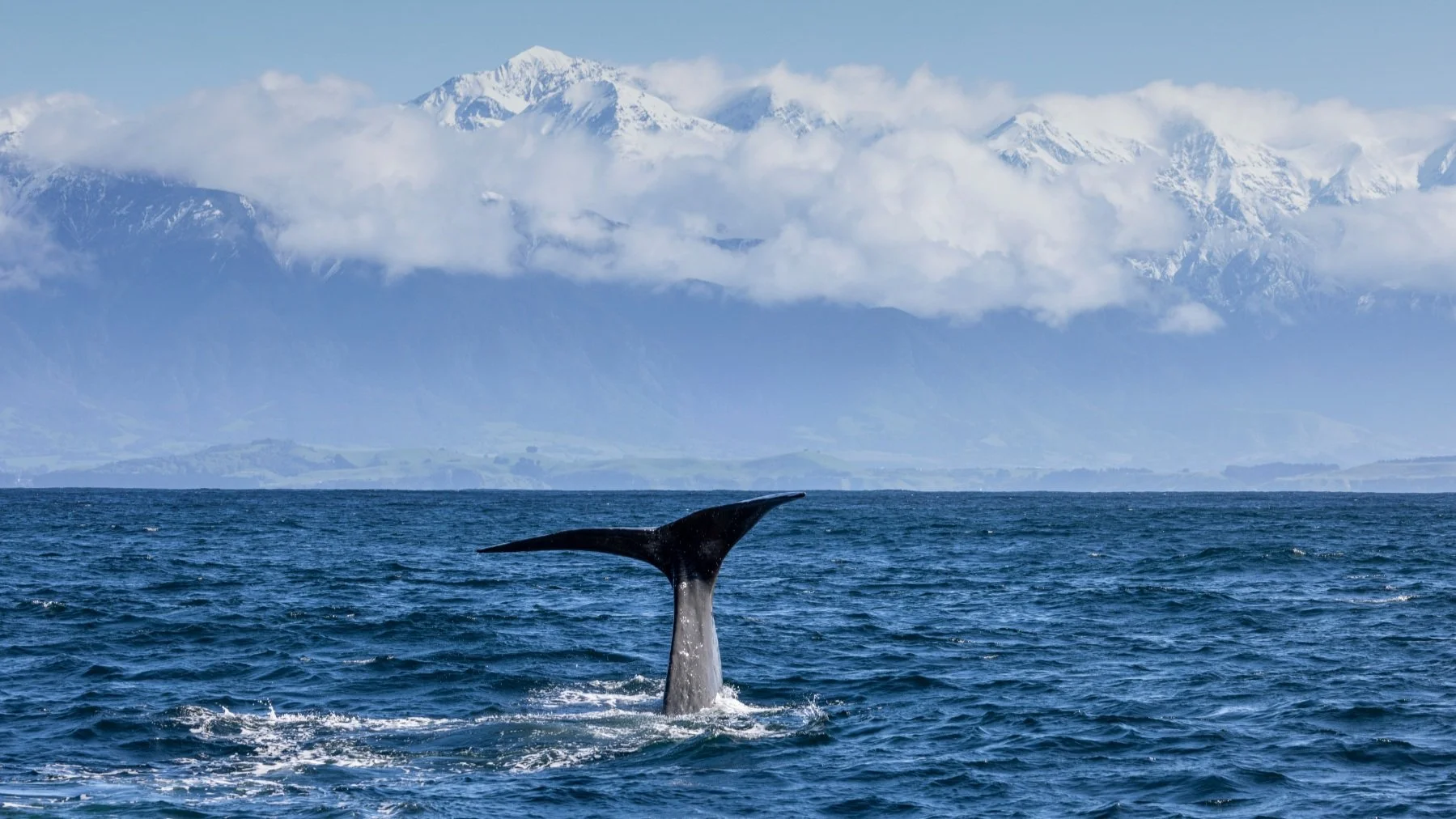  Catch glimpses of whales year-round in Kaikoura. Image credit: Miles Holden 
