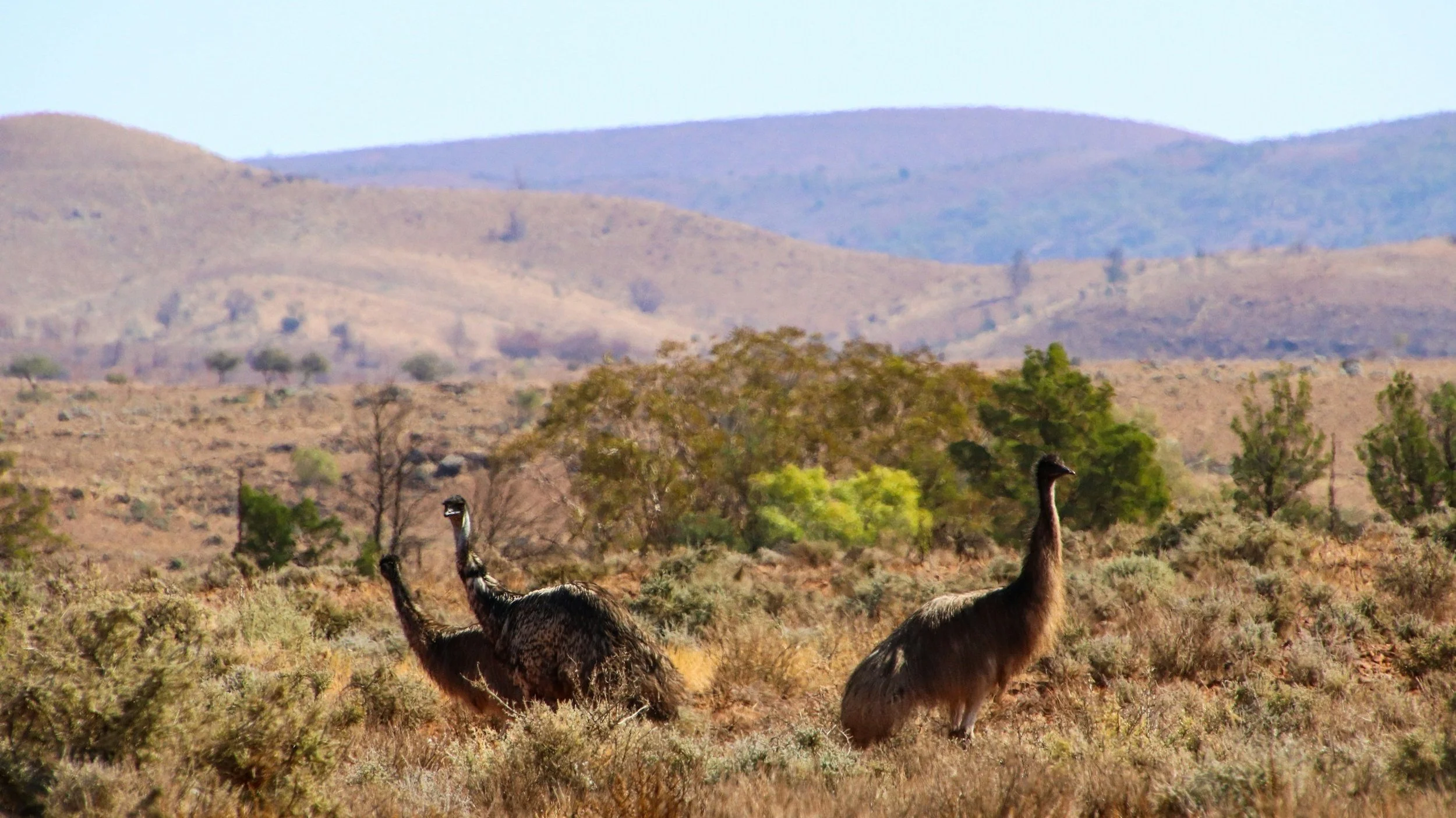  If you visit Flinders Ranges during spring months keep your eyes peels for emu chicks. 